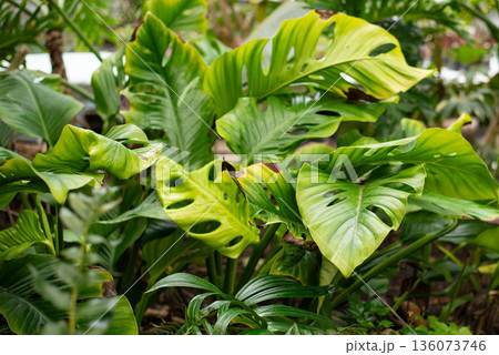 Monstera is a large tropical plant, a vine, a genus of the Araceae family. Monstera is a large tropical plant, a vine, a genus of the Araceae family. 136073746