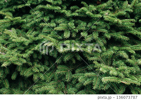 Green living spruce branches. Spruce branches serve as a background. Wallpaper. Space for text. Green living spruce branches. Spruce branches serve as a background. Wallpaper. Space for text. 136073787