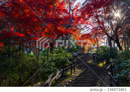 埼玉県上尾市平方　上尾丸山公園の丘一面を彩る逆光のモミジの紅葉 136073861