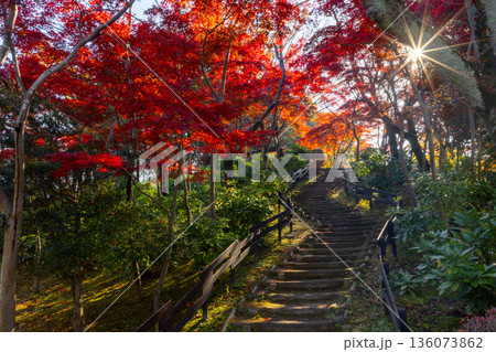 埼玉県上尾市平方　上尾丸山公園の丘一面を彩る逆光のモミジの紅葉 136073862