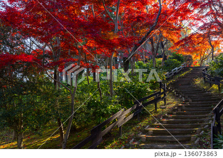 埼玉県上尾市平方　上尾丸山公園の丘一面を彩る逆光のモミジの紅葉 136073863