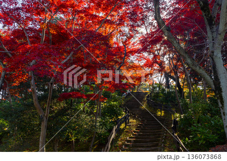 埼玉県上尾市平方　上尾丸山公園の丘一面を彩る逆光のモミジの紅葉 136073868