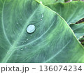 里芋の葉に水滴 136074234