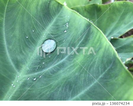 里芋の葉に水滴 里芋の葉に水滴 136074234