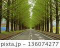 新緑のメタセコイヤ並木道 136074277