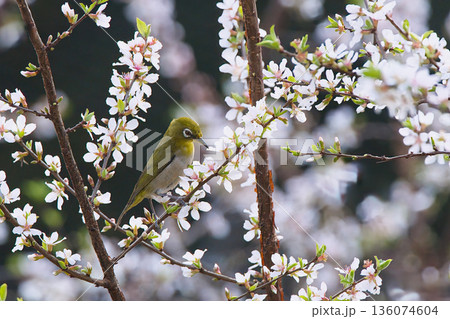 ユスラウメの蜜を吸うメジロ ユスラウメの蜜を吸うメジロ 136074604