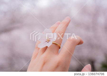 桜の花を持つ女性の手と金の指輪 136074706