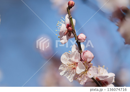 咲き始めた梅の花 136074716