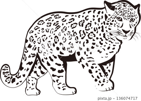 モノクロのヒョウ 136074717