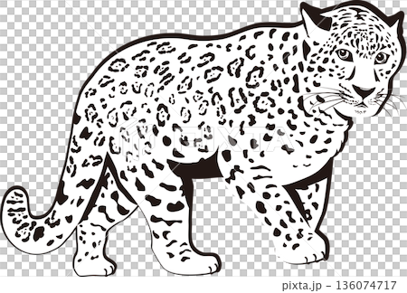 モノクロのヒョウ 136074717