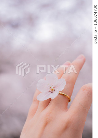 桜の花の金の指輪をしている女性の手 136074730