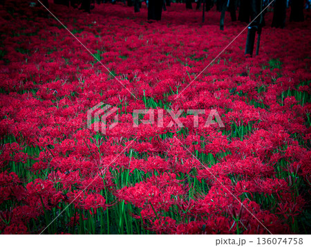 彼岸に咲き誇る紅の花、曼殊沙華 136074758