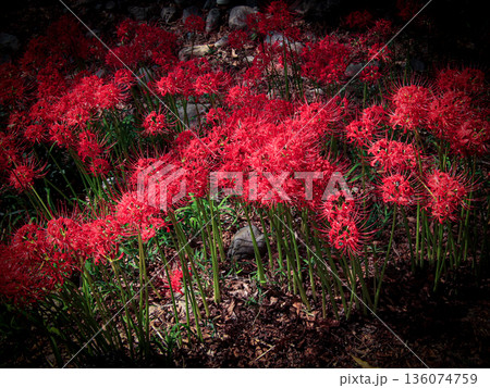 彼岸に咲き誇る紅の花、曼殊沙華 彼岸に咲き誇る紅の花、曼殊沙華 136074759