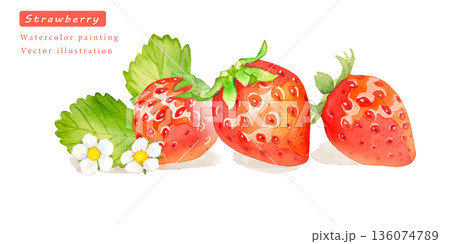 水彩で描いたイチゴのベクターイラスト 水彩で描いたイチゴのベクターイラスト 136074789