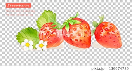 水彩で描いたイチゴのベクターイラスト 水彩で描いたイチゴのベクターイラスト 136074789