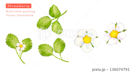 いちごの白い花と葉っぱのベクターイラスト素材 136074791