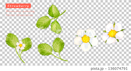 いちごの白い花と葉っぱのベクターイラスト素材 136074791