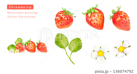 水彩で描いたイチゴのベクターイラストセット 136074792