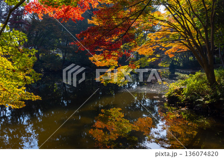埼玉県上尾市平方 上尾丸山公園の修景池の逆光のモミジの紅葉 埼玉県上尾市平方 上尾丸山公園の修景池の逆光のモミジの紅葉 136074820