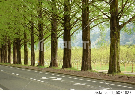 新緑のメタセコイヤ並木道 136074822