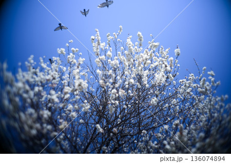 鳩と桜と空のコントラスト 136074894