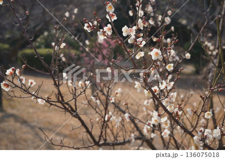 市民公園の梅の花 市民公園の梅の花 136075018