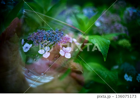 紫陽花の入ったグラスを持つ女性の手 136075173