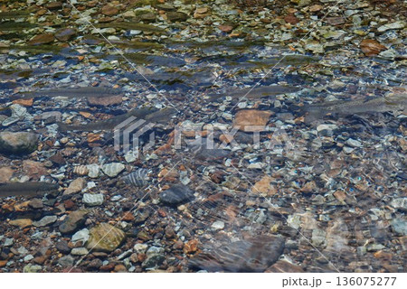 小川で泳ぐ群れのニジマス 136075277