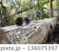 木の上の松ぼっくり 136075397