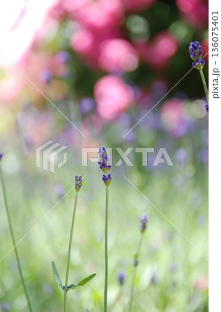 スッキリとした可愛いラベンダー スッキリとした可愛いラベンダー 136075401