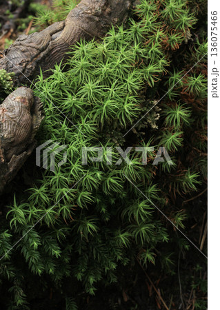 白駒の池・苔と原生林 白駒の池・苔と原生林 136075466