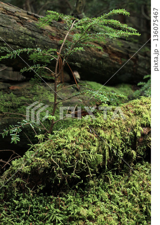 白駒の池・苔と原生林 白駒の池・苔と原生林 136075467