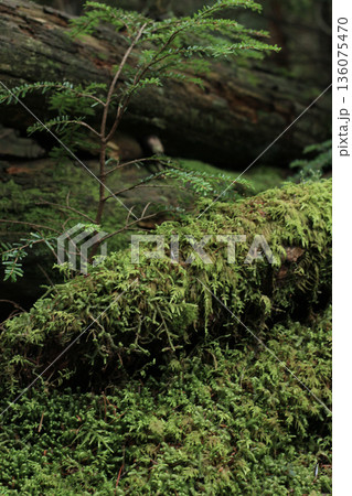 白駒の池・苔と原生林 白駒の池・苔と原生林 136075470