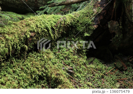 白駒の池・苔と原生林 136075479