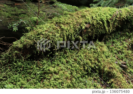 白駒の池・苔と原生林 白駒の池・苔と原生林 136075480