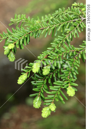 苔と原生林 ツガの葉 苔と原生林 ツガの葉 136075508