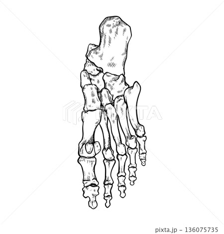 Simple illustration of sole bones Simple illustration of sole bones 136075735