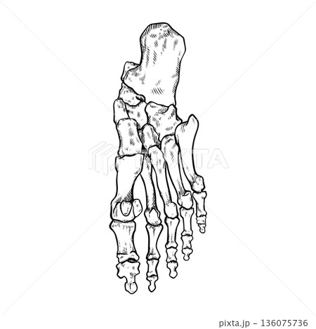 Simple illustration of sole bones 136075736