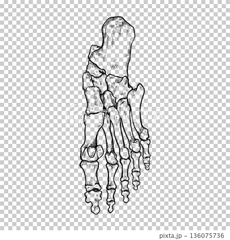 Simple illustration of sole bones 136075736