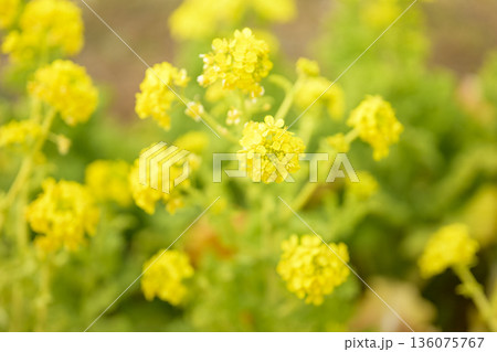 菜の花 春の花 花 黄色 2月 イメージ 【神奈川県】 菜の花 春の花 花 黄色 2月 イメージ 【神奈川県】 136075767