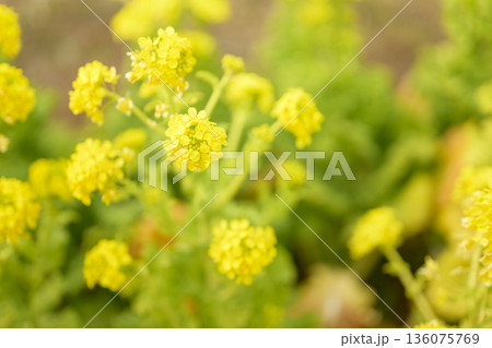 菜の花 春の花 花 黄色 2月 イメージ 【神奈川県】 136075769