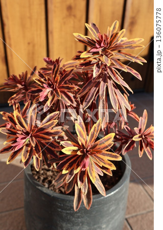 紅葉したユーフォルビアゴールデンレインボー 紅葉したユーフォルビアゴールデンレインボー 136075778