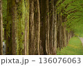 新緑のメタセコイヤ並木道 136076063