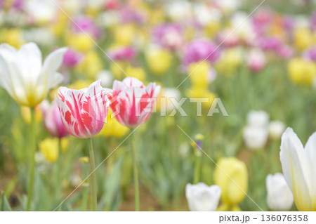 チューリップ畑 春の花 ピンク色 赤色 白色 4月 イメージ 【神奈川県】 チューリップ畑 春の花 ピンク色 赤色 白色 4月 イメージ 【神奈川県】 136076358
