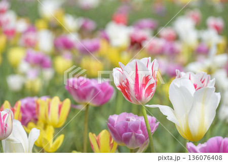 チューリップ畑 春の花 ピンク色 赤色 白色 4月 イメージ 【神奈川県】 チューリップ畑 春の花 ピンク色 赤色 白色 4月 イメージ 【神奈川県】 136076408