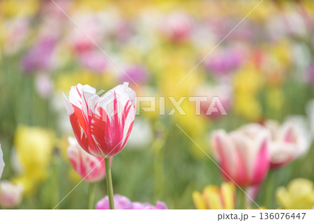 チューリップ畑 春の花 ピンク色 赤色 白色 4月 イメージ 【神奈川県】 136076447