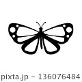 Butterfly. Vector illustration design 136076484