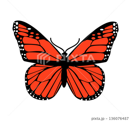 Butterfly. Vector illustration design 136076487