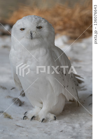 Old snow owl male on snow Old snow owl male on snow 136076643