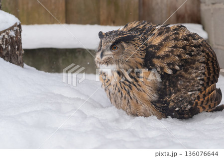 Eurasian Eagle-Owl, Bubo bubo Eurasian Eagle-Owl, Bubo bubo 136076644